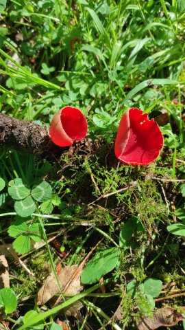 3SARCOSCUPHA COCCINEA